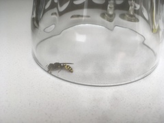 Hymenoptera