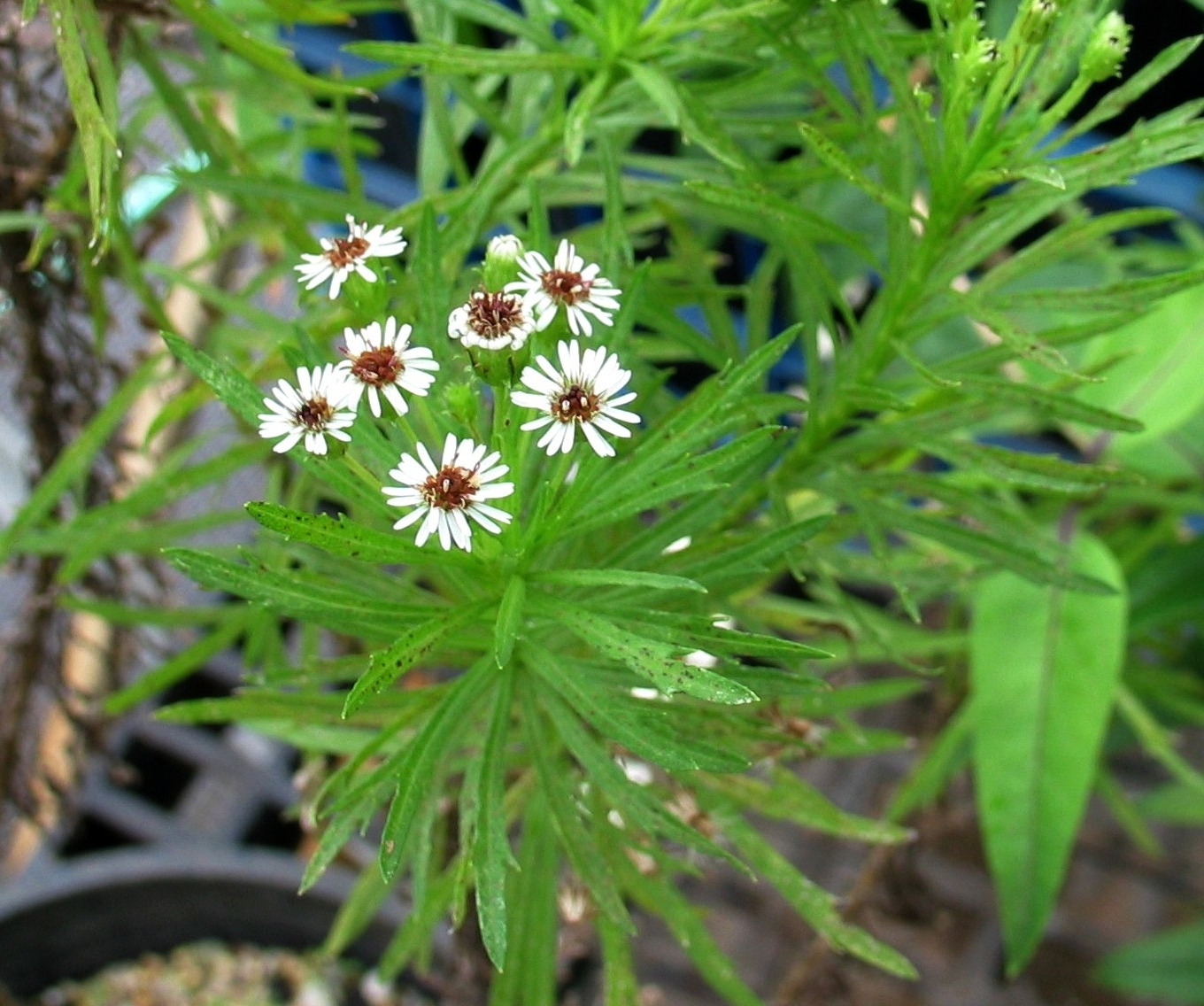 Tetramolopium lepidotum