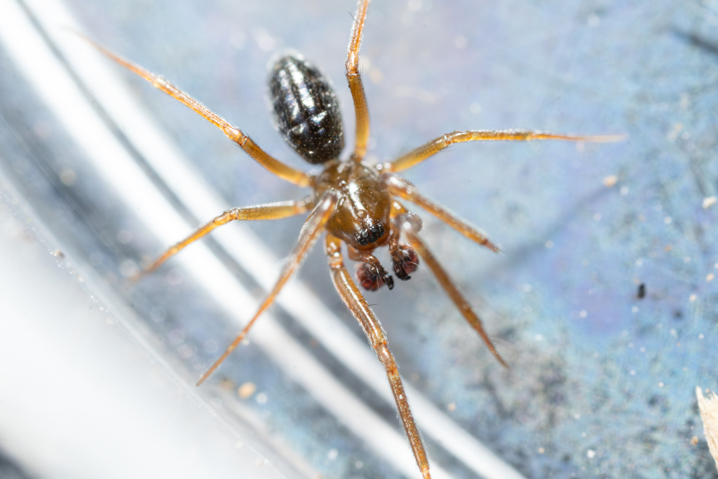 Eastern Spurred Sheetweaver