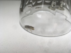 Hymenoptera