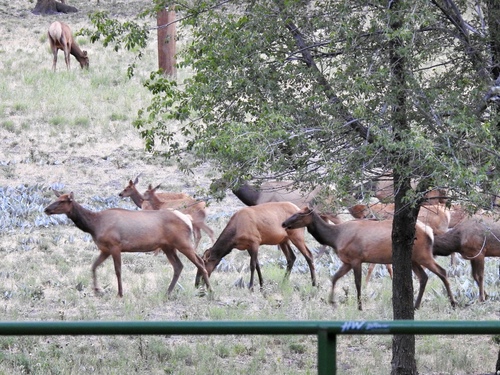 Elk photographed in New Mexico