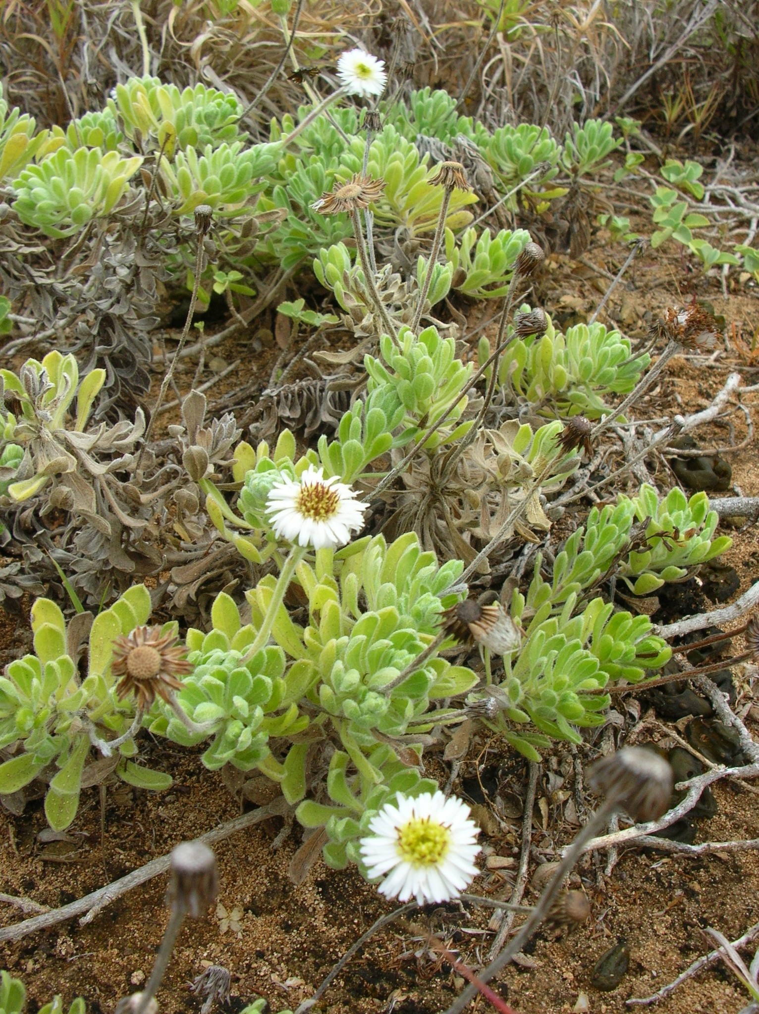 Tetramolopium rockii