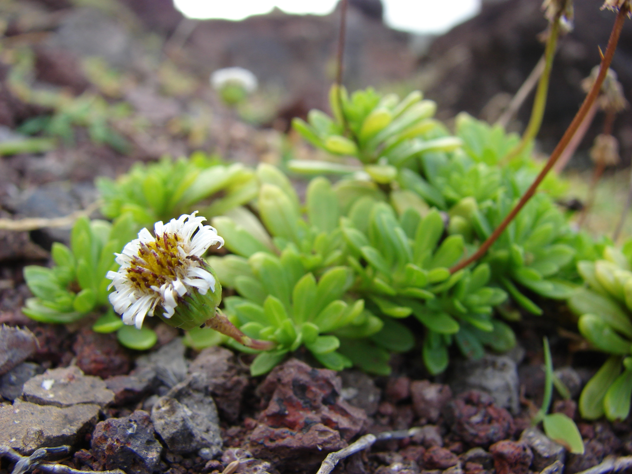 Tetramolopium sylvae