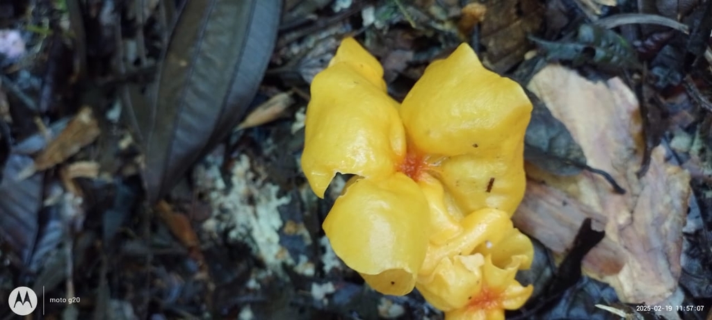 Marasmius hymenogloeus · February 2025 · photo: © guardianesdeelbosque (iNaturalist, cc0)