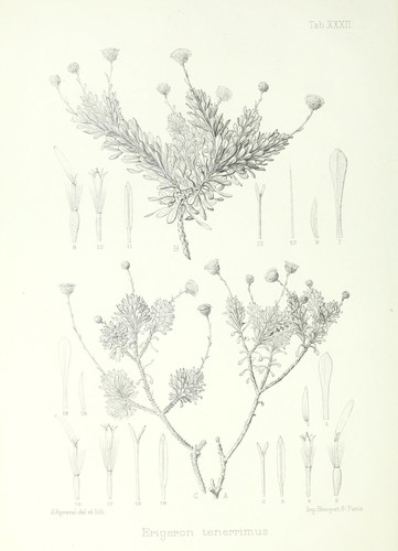 Oahu tetramolopium (Tetramolopium tenerrimum)