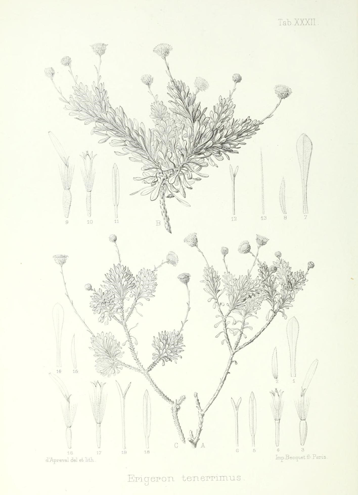 Tetramolopium tenerrimum
