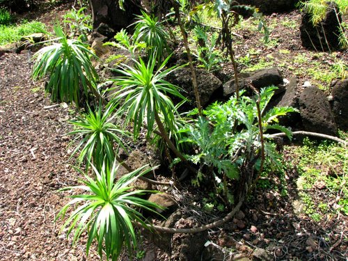 Wilkesia hobdyi