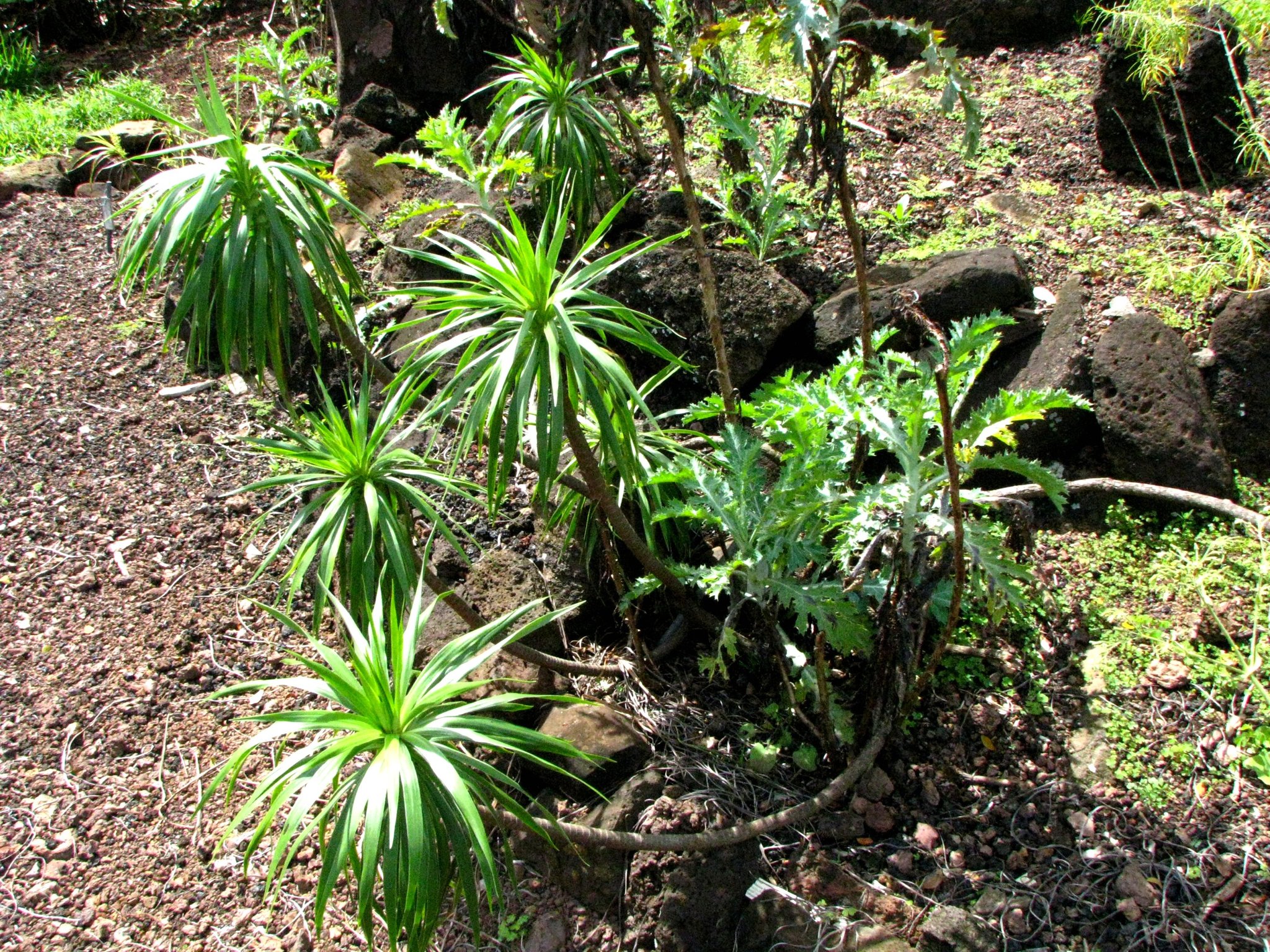 Wilkesia hobdyi