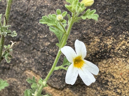 Jamesbrittenia filicaulis