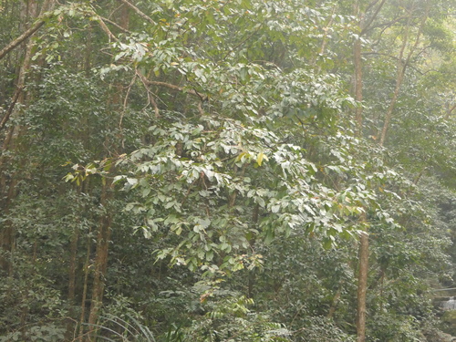 Image of Alnus nepalensis by (c) Sagnik Dutta Roy, some rights reserved (CC BY)