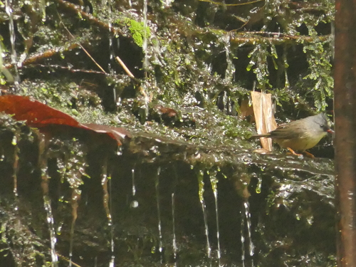 Black-chinned Yuhina (Yuhina nigrimenta), photo 8