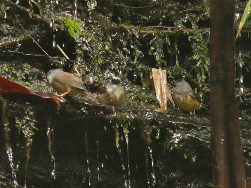Black-chinned Yuhina (Yuhina nigrimenta), photo 5