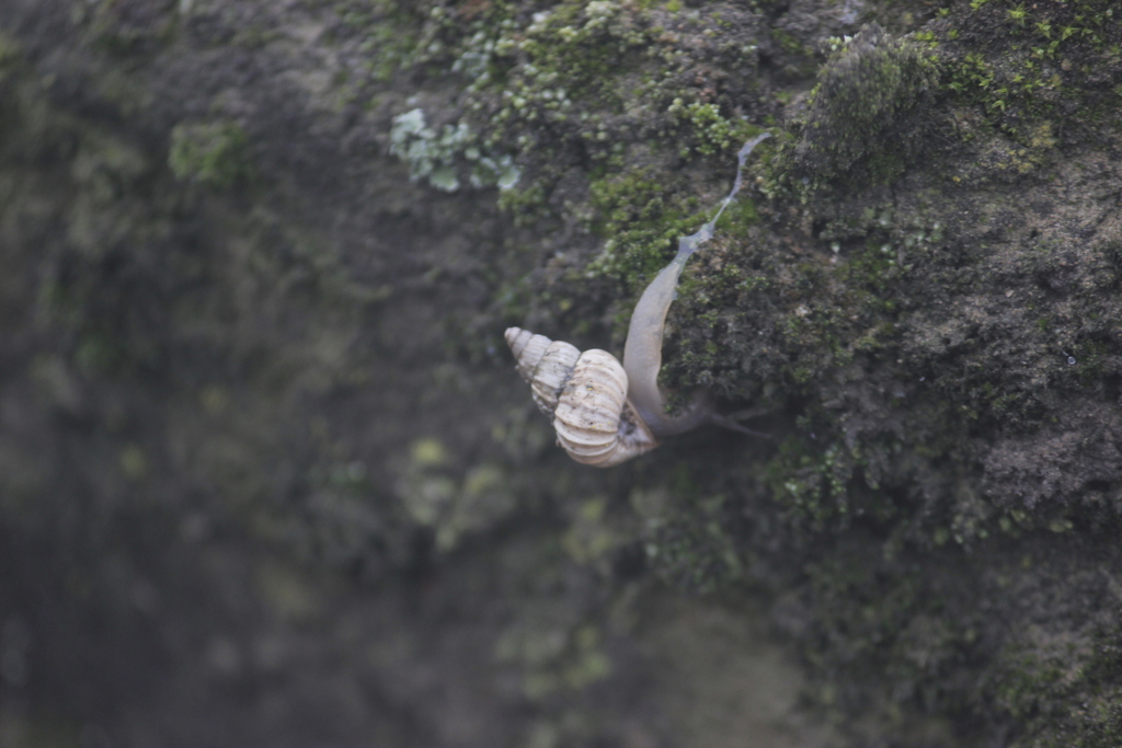 Bostryx scalariformis