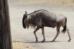 Connochaetes taurinus albojubatus