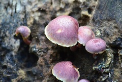 Gymnopilus dilepis
