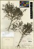 Molokai nehe (Lipochaeta degeneri)