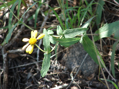 lavaflow nehe (Lipochaeta heterophylla)