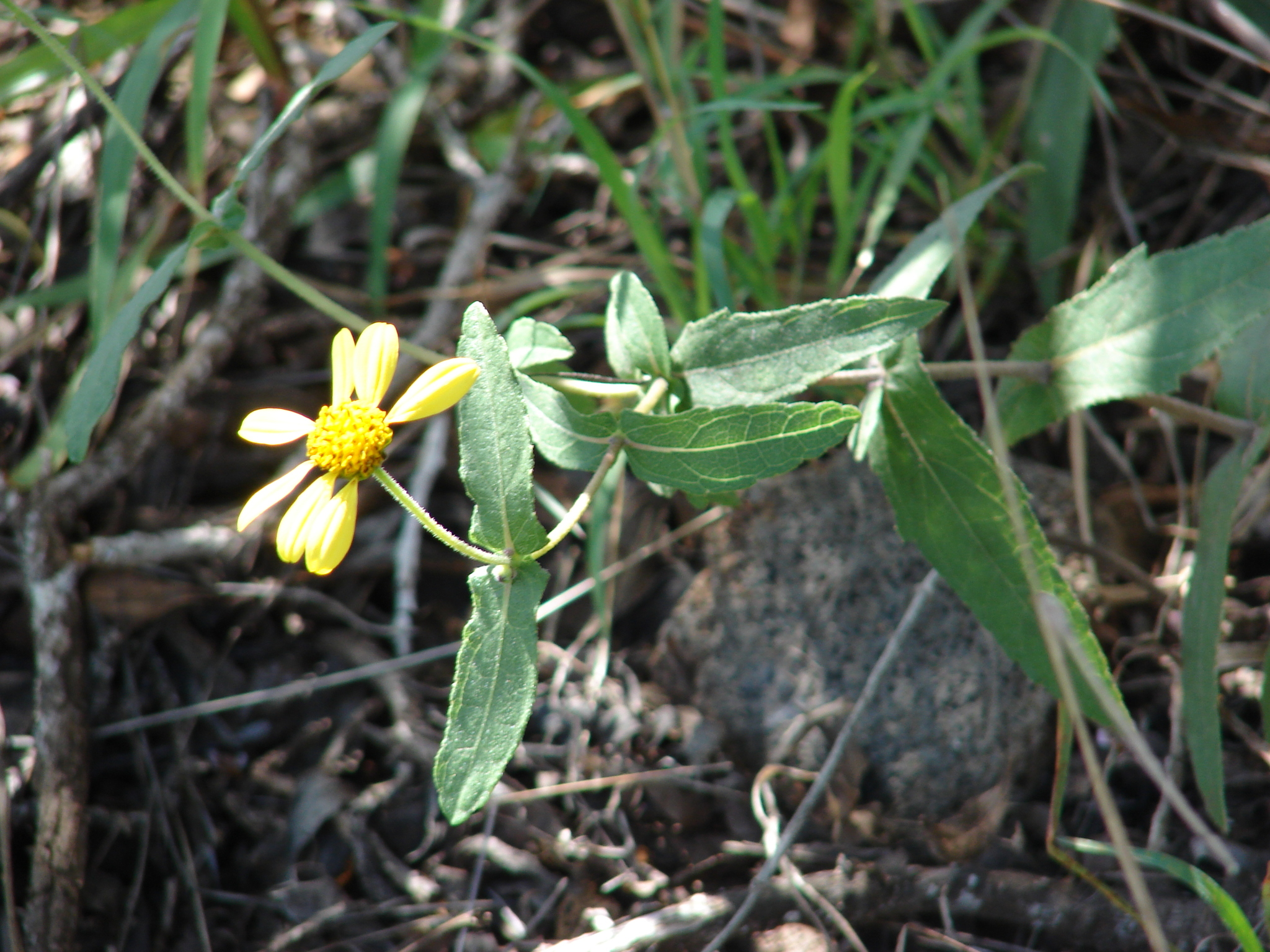 Lipochaeta heterophylla