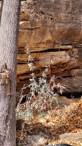 Image of Berberis haematocarpa by (c) Katherine Scott, some rights reserved (CC BY)