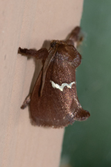 Monoleuca semifascia