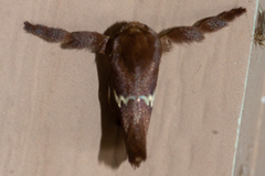 Monoleuca semifascia