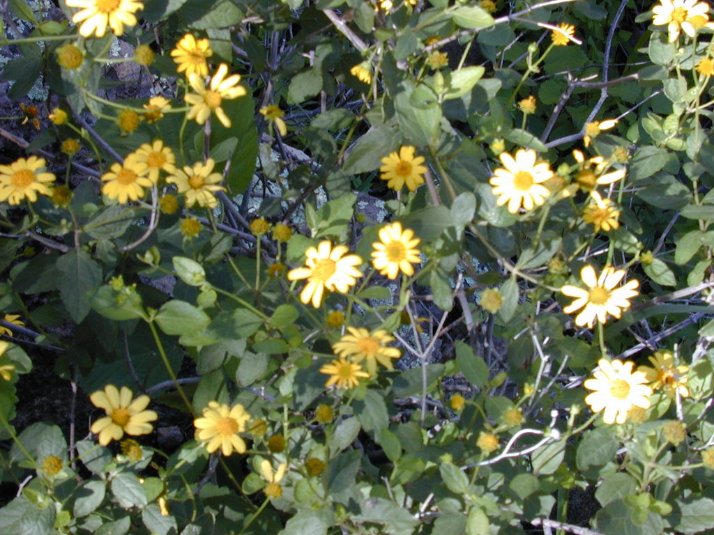 Lipochaeta lobata