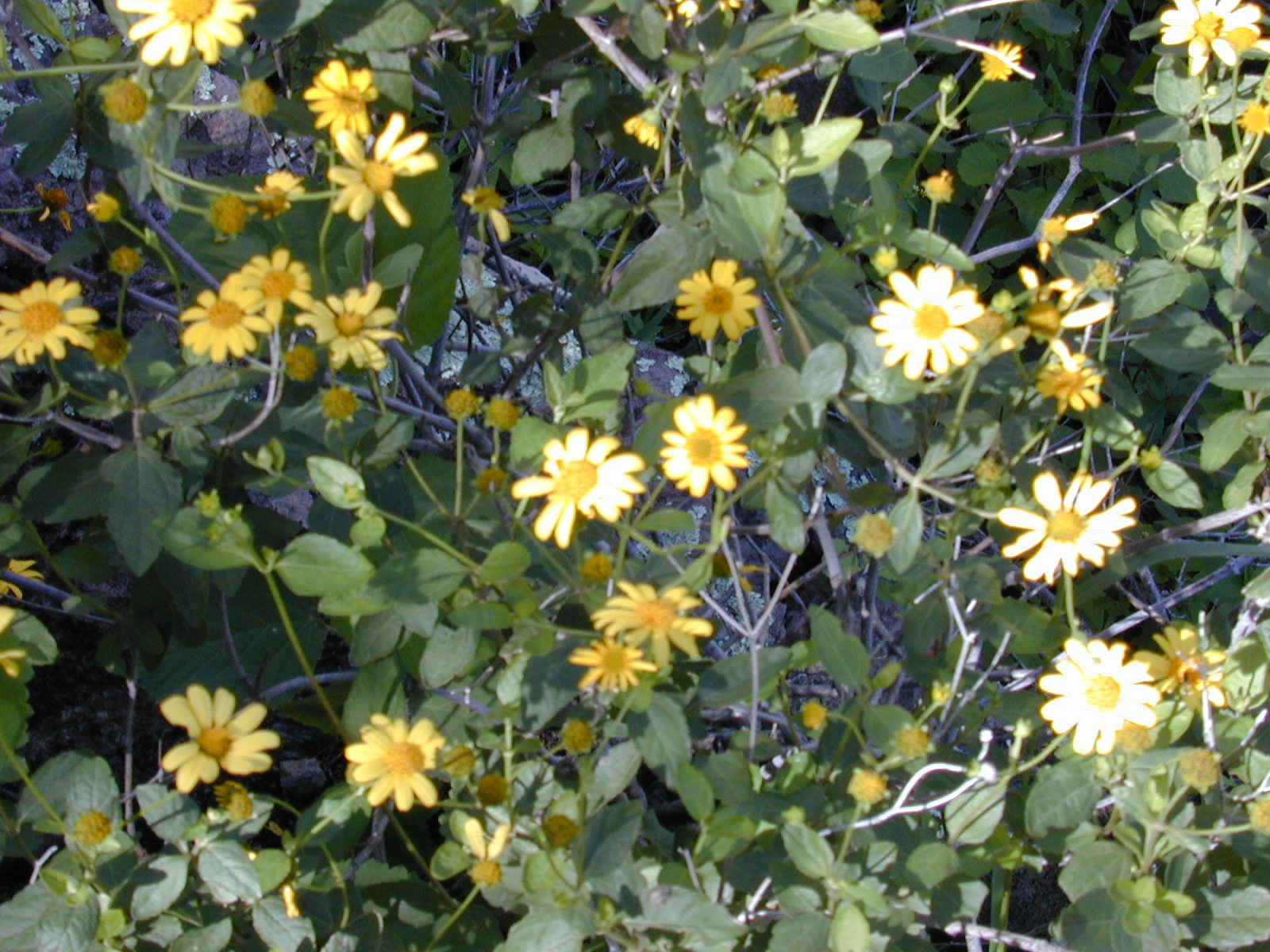 Lipochaeta lobata