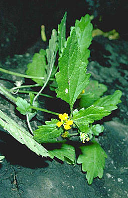 Lipochaeta remyi