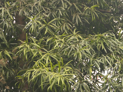 Podocarpus neriifolius observed 2025-02-10