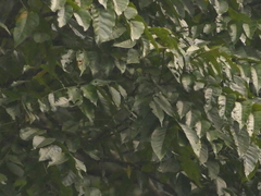 Indian Red Wood (Chukrasia tabularis)