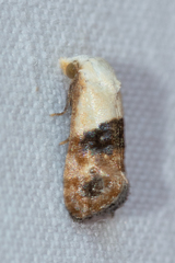 Eugnosta erigeronana