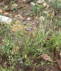 Senecio leptophyllus