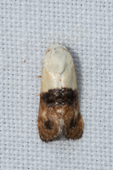 Eugnosta erigeronana