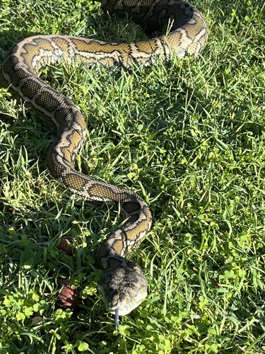 Coastal Carpet Python sighting
