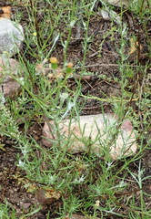 Senecio leptophyllus