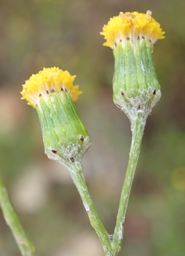 Image of Senecio leptophyllus by (c) Nicola van Berkel, some rights reserved (CC BY-SA)