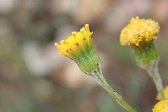 Senecio leptophyllus