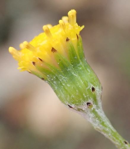 Image of Senecio leptophyllus by (c) Nicola van Berkel, some rights reserved (CC BY-SA)