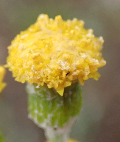 Image of Senecio leptophyllus by (c) Nicola van Berkel, some rights reserved (CC BY-SA)