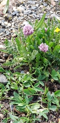 Trifolium parryi