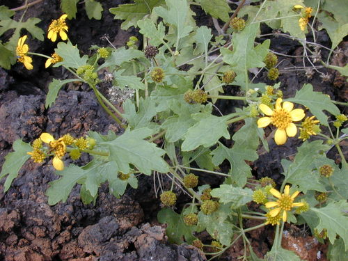 Rock's nehe (Lipochaeta rockii)