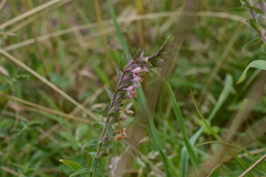 Odontites vernus