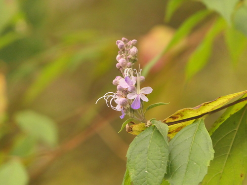 Pseudocaryopteris bicolor, photograph 4