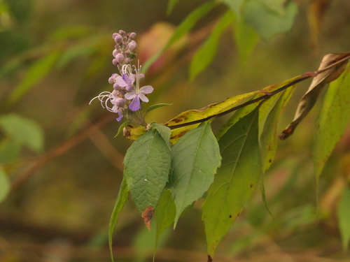 Pseudocaryopteris bicolor, photograph 3