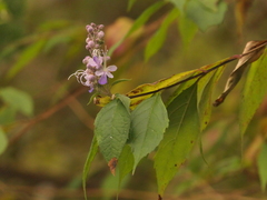 Pseudocaryopteris bicolor, photograph (c) Sagnik Dutta Roy, some rights reserved (CC BY)