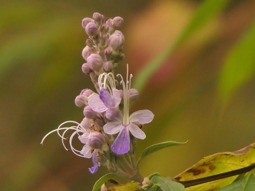 Pseudocaryopteris bicolor, photograph 2