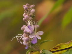 Pseudocaryopteris bicolor, photograph (c) Sagnik Dutta Roy, some rights reserved (CC BY)