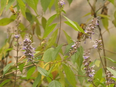 Pseudocaryopteris bicolor