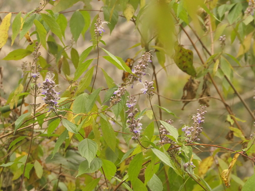 Pseudocaryopteris bicolor, photograph 1