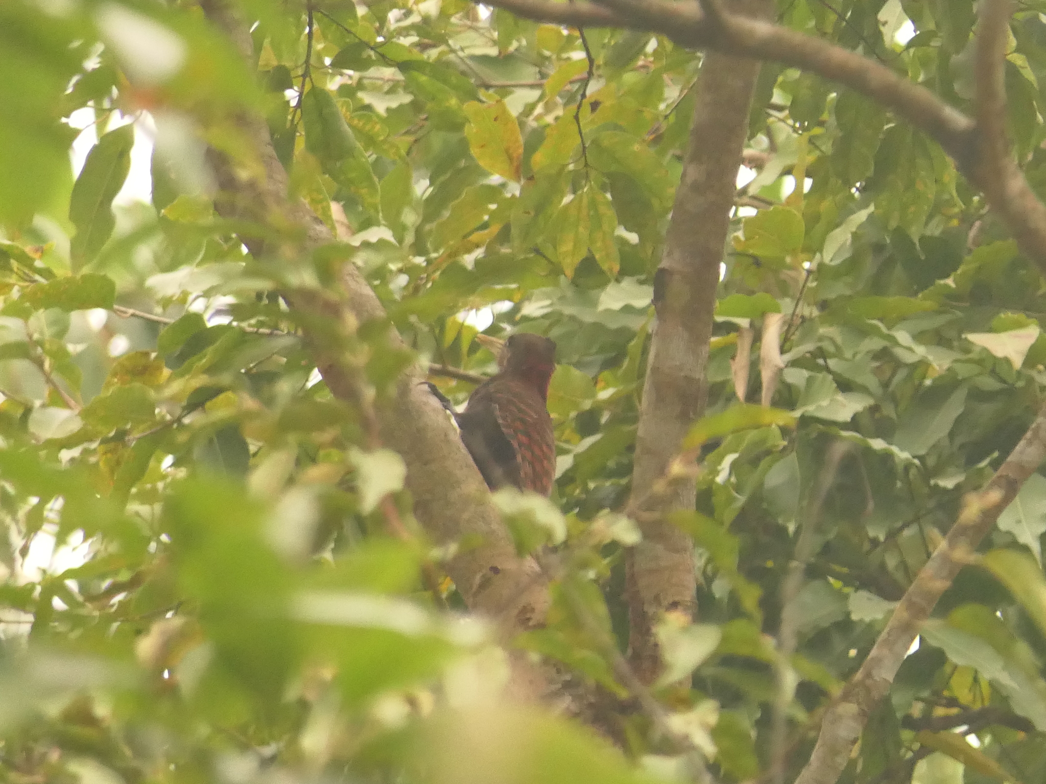 Bay Woodpecker (Blythipicus pyrrhotis), photo 7